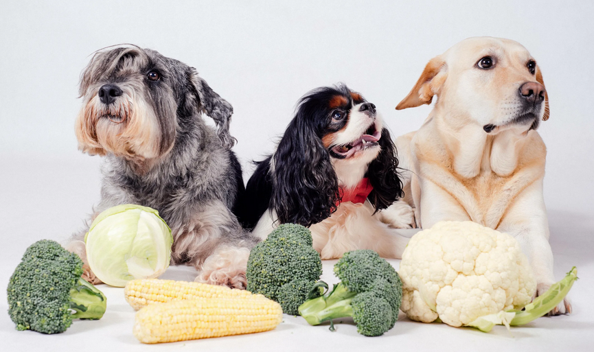 Овощи в рационе собаки: безопасные, полезные и вредные для собак овощи | zveridoma.com